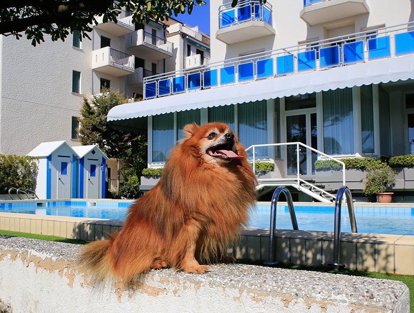 Vacanza a Jesolo con animali