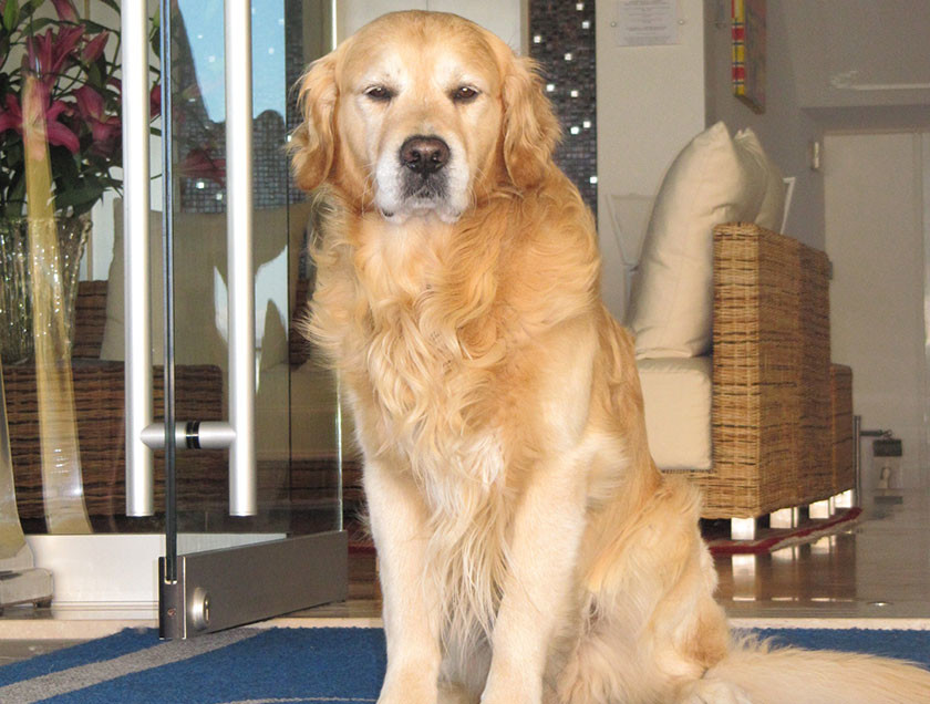 Soggiorno a Jesolo in Hotel petfriendly